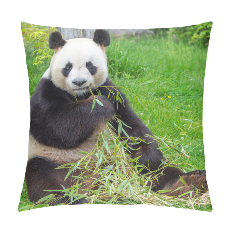 Personality  Cute Panda Bear Outdoors Eating Bamboo Tree Branch  Pillow Covers