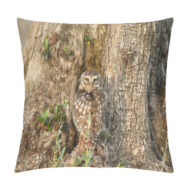 Personality  Little Owl In Love Pillow Covers