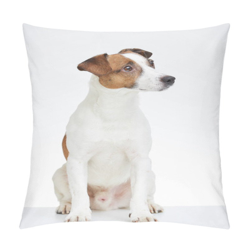 Personality  Jack Russell Terrier Sits On The White Table With Head Turned To The Side On The White Background Pillow Covers