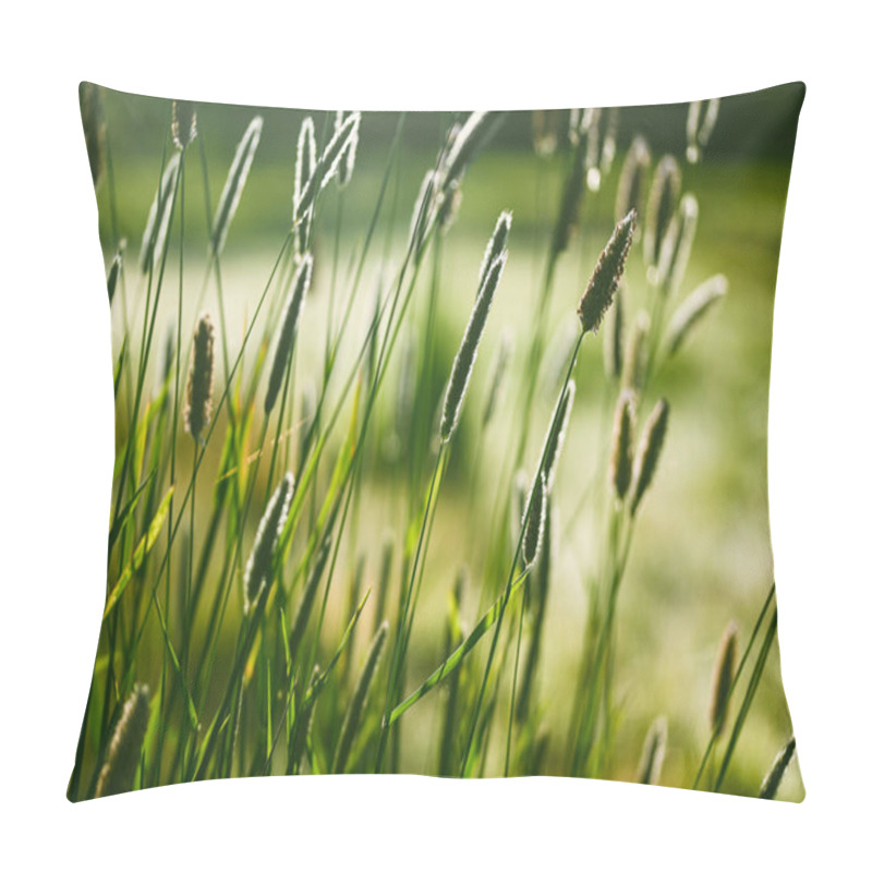 Personality  Beautiful Close-up Of A Alopecurus, Belgium, April 2022 Pillow Covers