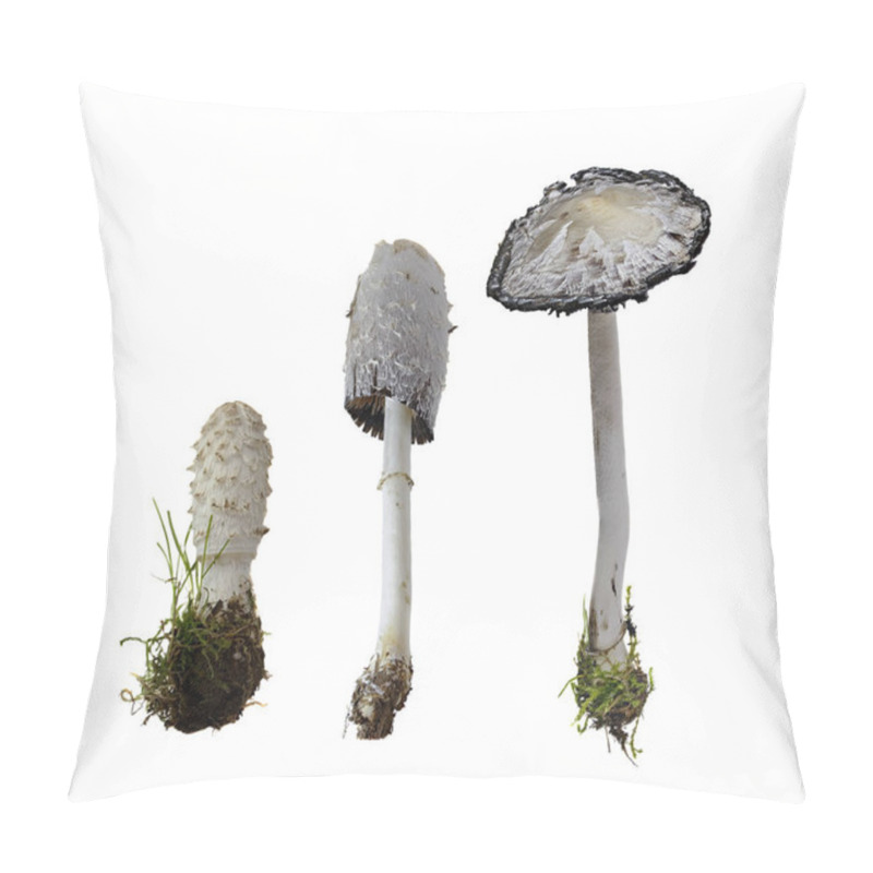 Personality  Shaggy Ink Cap On White Background  -  Coprinus Comatus (O.F. Mull.) Pers., 1797 Pillow Covers