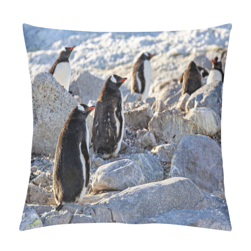 Personality  Gentoo Penguins In The Antarctic Area Pillow Covers