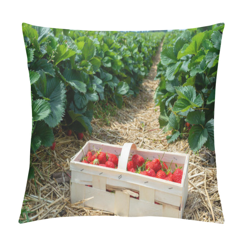 Personality  Strawberry Fields In Germany, Outdoor Plantation With Ripe Sweet Red Strawberries Ready For Harvest Pillow Covers