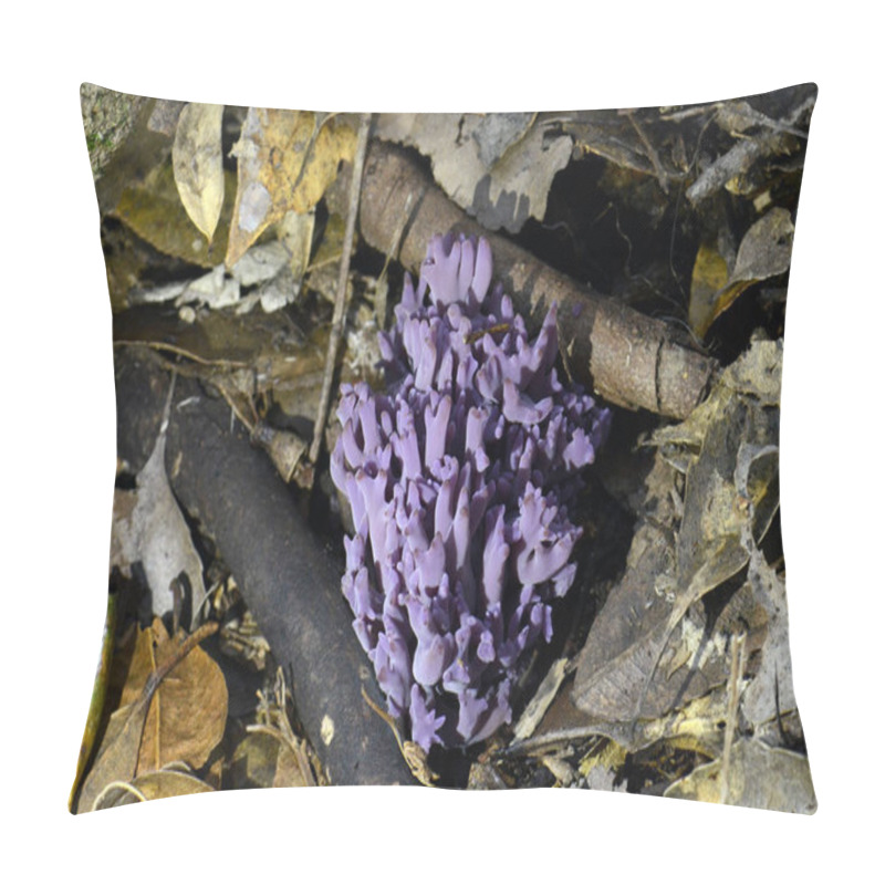 Personality  Luminous Purple Coral Fungi, Clavaria Zollingeri, Growing In Leaf Litter On Temperate Rainforest Floor, Royal National Park, Sydney, Australia Pillow Covers