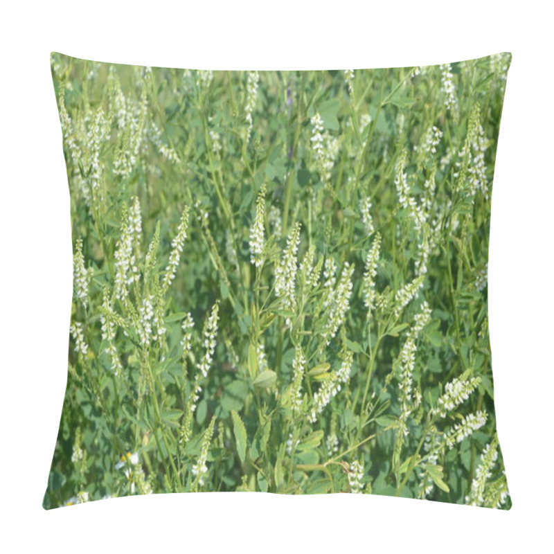 Personality  Medicinal Plant: White Sweet Clover.close Up Of Melilotus Albus, Also Known As Honey Clover,sweet Clover, Or White Melilot, Blooming In Summer Season Pillow Covers