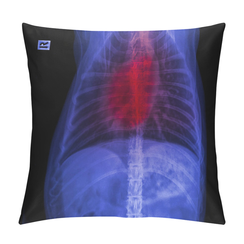 Personality  X-ray Of Dog Anterior View Closed Up In Thorax Standard And Chest With Red Highlight In Respiratory System Signs Of Pneumonia And Bronchitis- Veterinary Medicine And Veterinary Anatomy Concept Pillow Covers