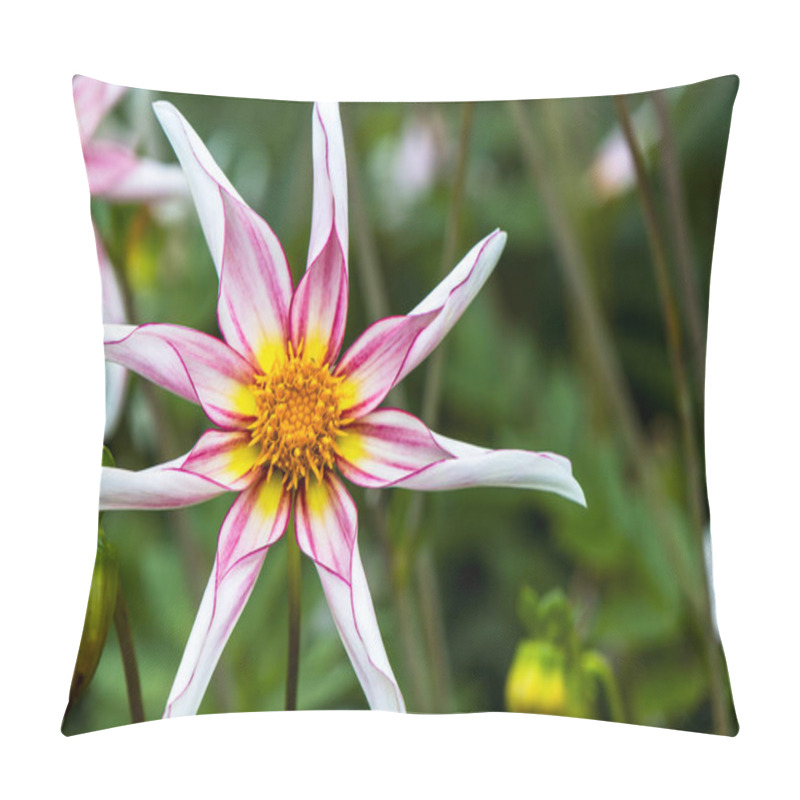 Personality  Majestic Pink And White Flower Of Dahlia Honka Fragile.  Pillow Covers