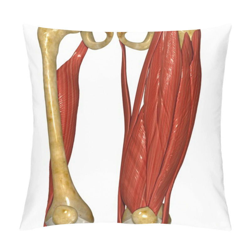 Personality  Thigh Muscle, Human Anatomy Pillow Covers