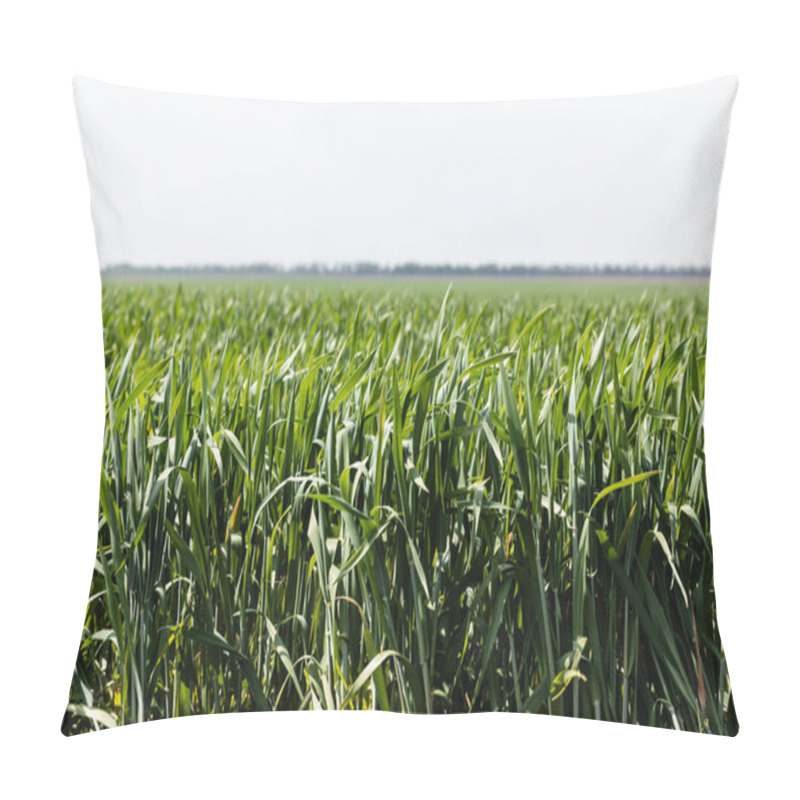 Personality  Selective Focus Of Fresh Grass In Summer Field  Pillow Covers