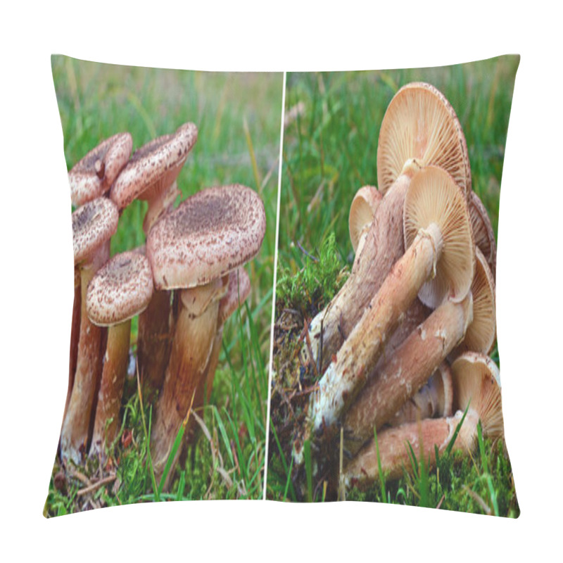 Personality  Armillaria Ostoyae Mushroom Pillow Covers