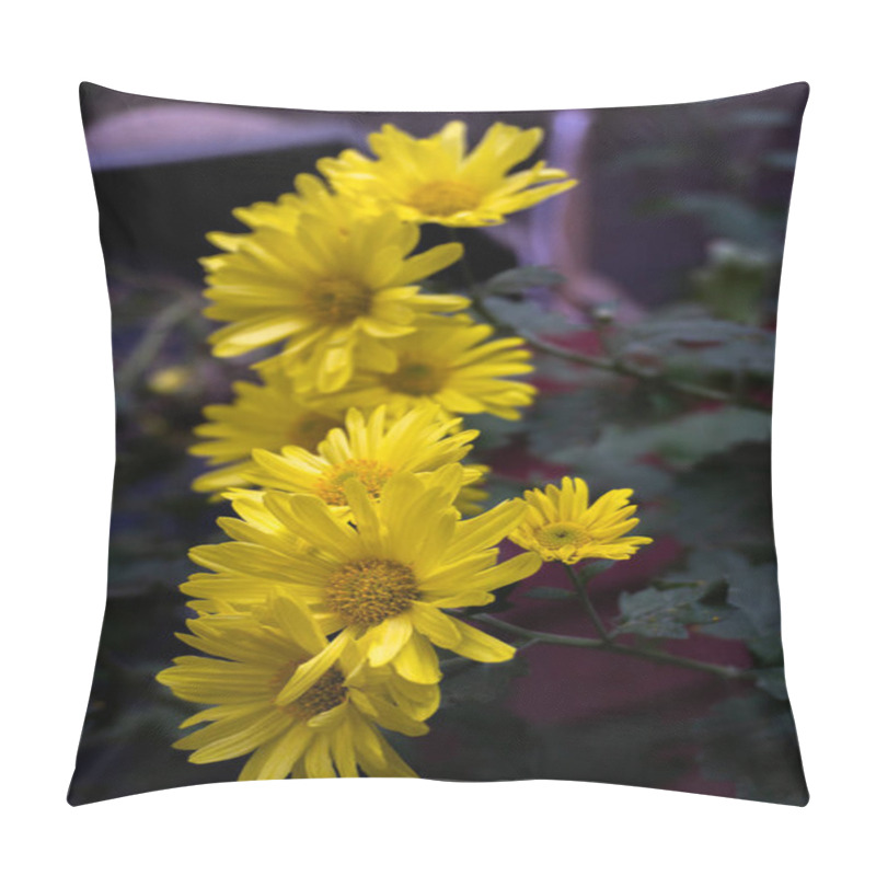 Personality  Witness The Vibrant Beauty Of Yellow Chrysanthemums, Commonly Known As Guldavari, Blooming In Bunches In Organic Gardens Across Northern India. Pillow Covers