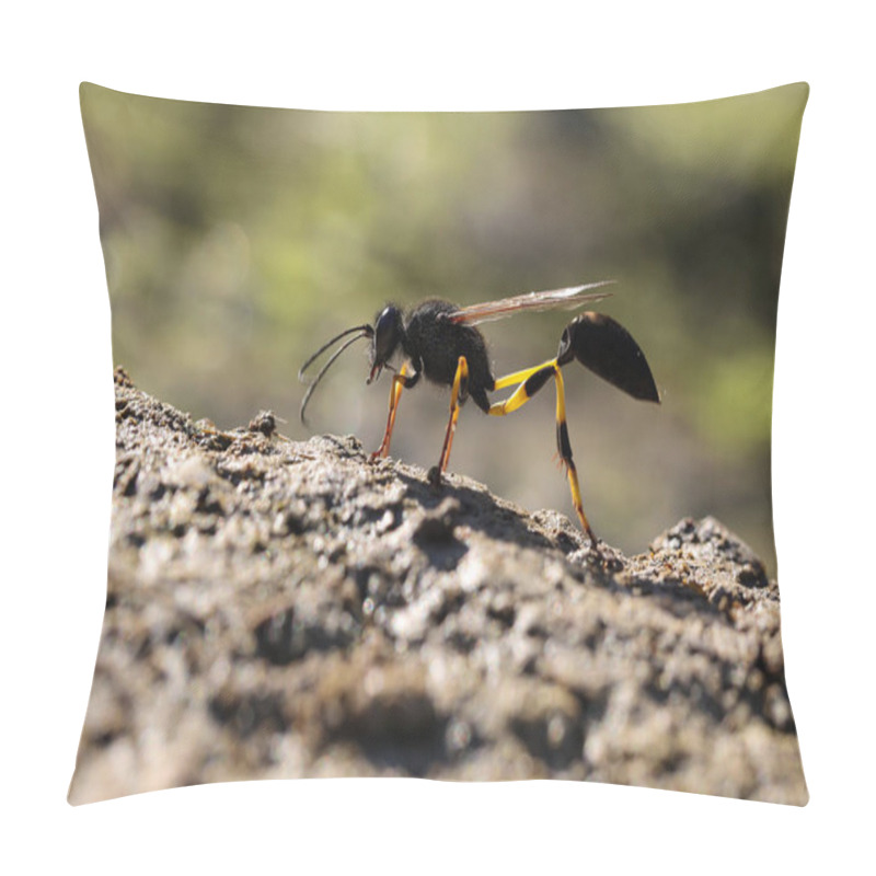 Personality  Backlit Mud Dauber Wasp Sceliphron Spirifex Landed On Mud To Pick Up Mud To Build Nest. Malta, Mediterranean Pillow Covers