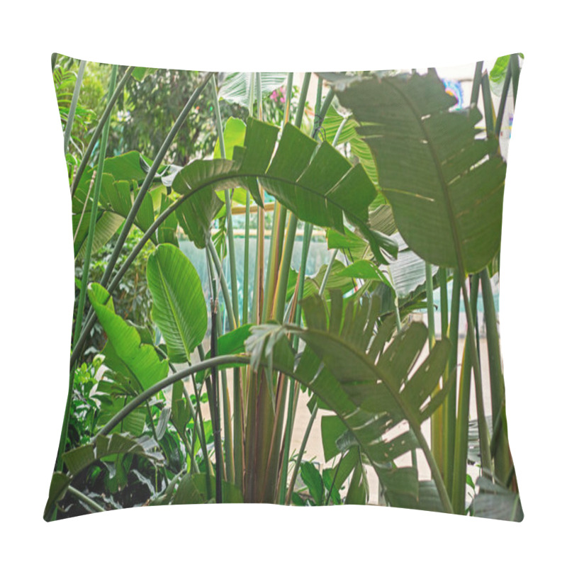 Personality  Tropical Garden With Huge Banana Leaves In The Interior. Horizontal Pillow Covers