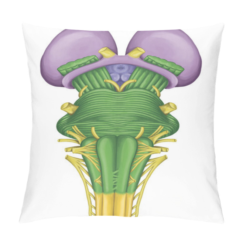 Personality  Brainstem, Brain Stem, Ventral View, Adjoining And Structurally Continuous With The Spinal Cord, Parts Of The Diencephalon, Motor And Sensory Innervation To The Face And Neck Via Thecranial Nerves Pillow Covers