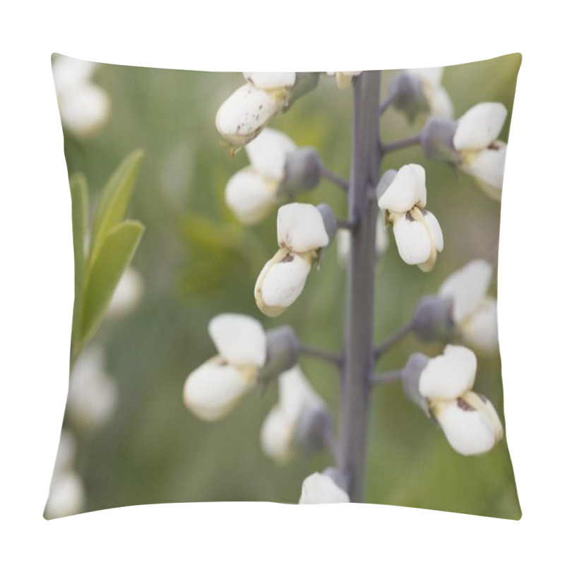 Personality  Flowers Of A White Wild Indigo Plant, Baptisia Alba Pillow Covers