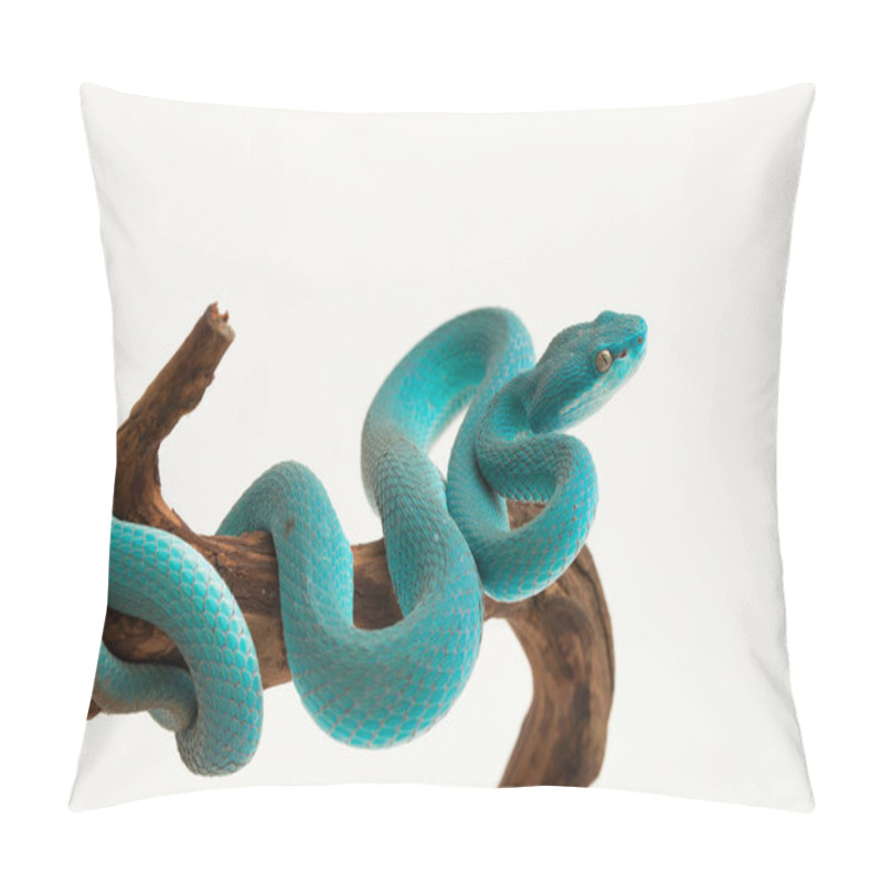 Personality  Blue Insularis (Trimeresurus Insularis) White-lipped Island Pit Viper On White Background Pillow Covers