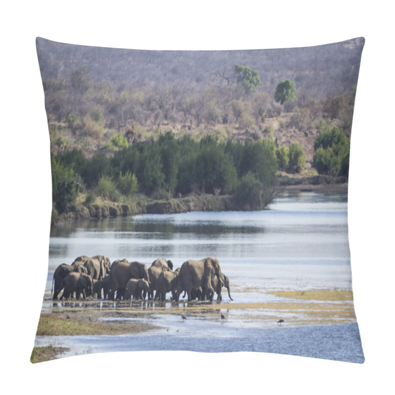 Personality  African Bush Elephant In Kruger National Park Pillow Covers