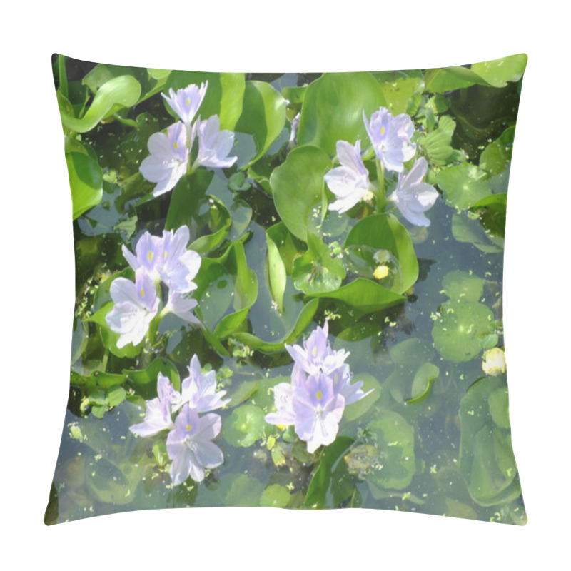 Personality  Water Hyacinth Flower In Natural Water In River Pillow Covers