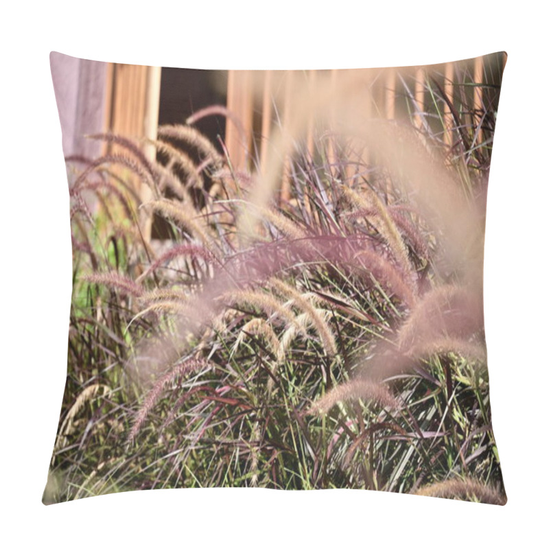 Personality  A Close-up Of Pennisetum Setaceum 'Rubrum,' Also Known As Purple Fountain Grass, Showcases Its Dreamy, Pink-purple Inflorescences And Slender, Green-purple Leaves. Native To Tropical Africa. Pillow Covers