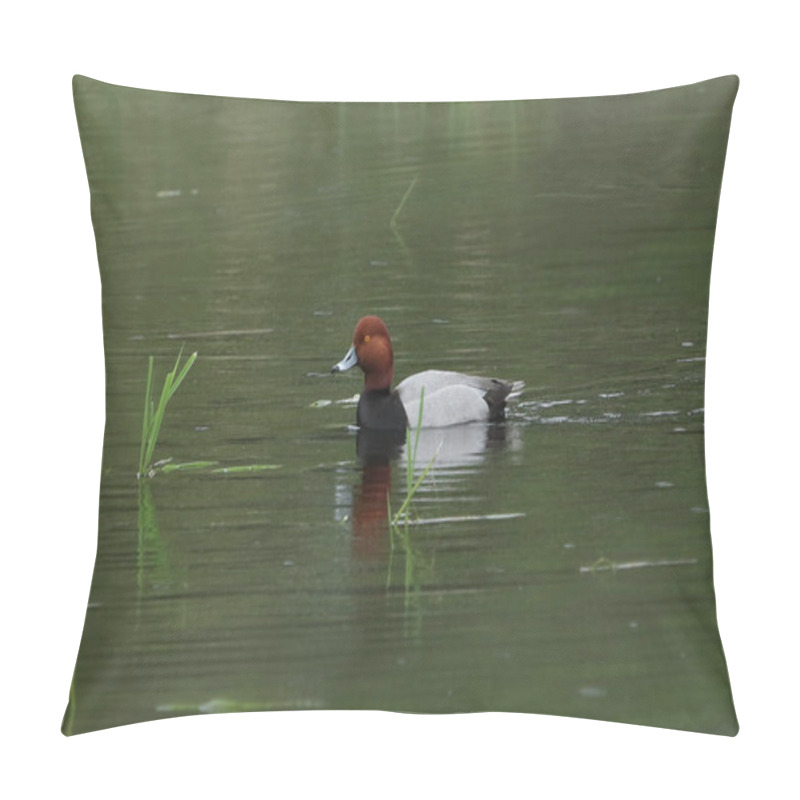 Personality  Redhead Duck (male) (aythya American) Pillow Covers