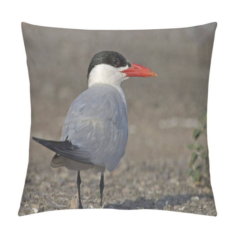 Personality  A Caspian Tern, Hydroprogne Caspia, Close Up Pillow Covers