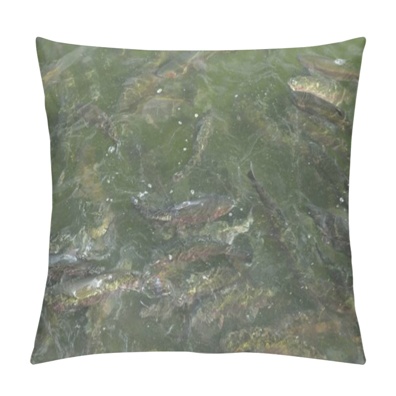 Personality  Close-up, A Flock Of Rainbow Trout Swims In The Water. Pillow Covers