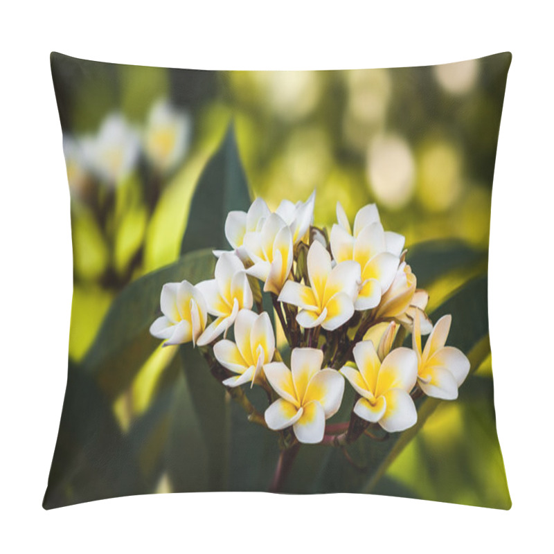 Personality  Plumeria (Frangipani) Pillow Covers