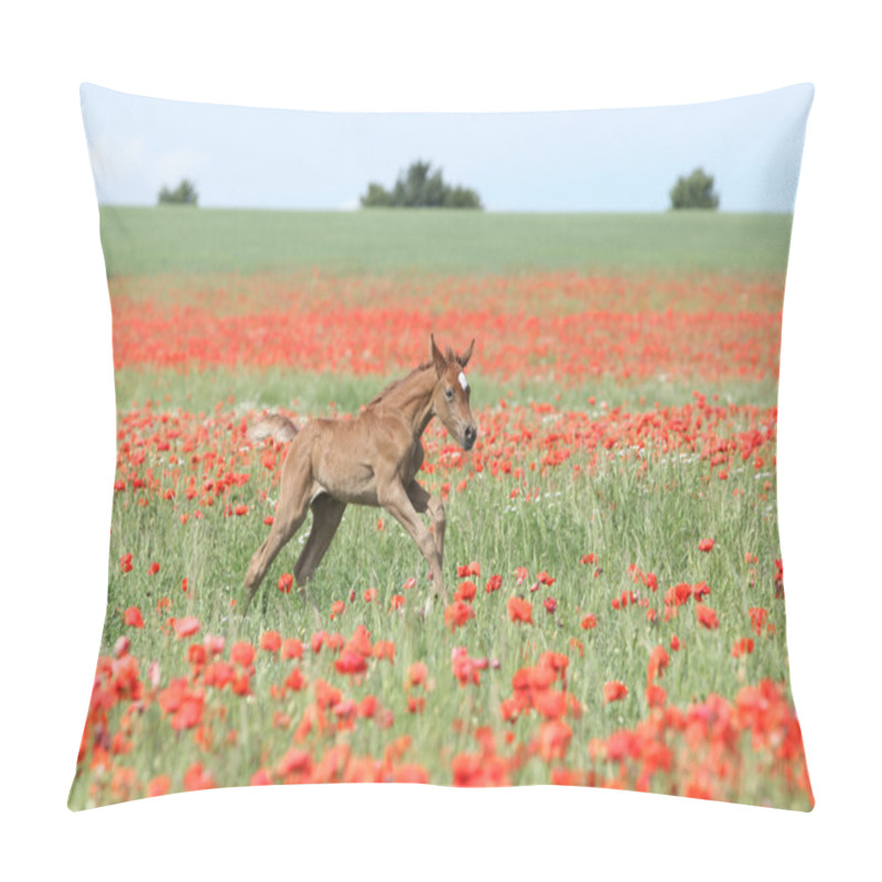 Personality  Amazing Arabian Foal Running In Red Poppy Field Pillow Covers