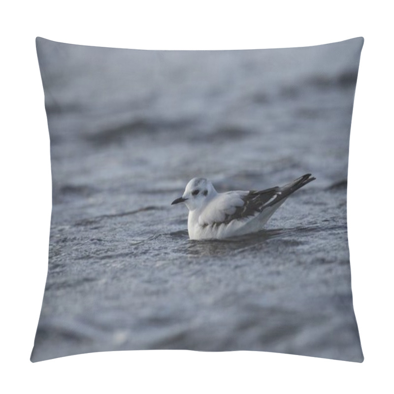 Personality  Juvenile Little Gull, Hydrocoloeus Minutus, Larus Minutus, Pillow Covers