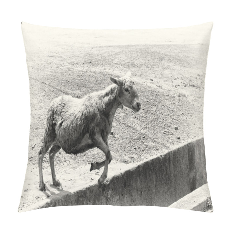 Personality  A Ghanaian Sheep Jumps Over The Hole Pillow Covers