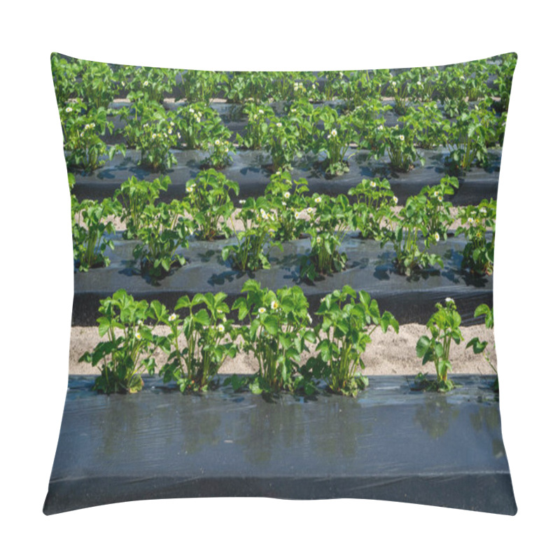 Personality  Plantations Of Young Strawberry Plants In Blossom Growing Outdoor On Soil Covered With Plastic Film Pillow Covers