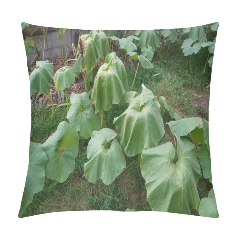 Personality  Large Pumpkin Leaves Wilted And Fallen, Likely Caused By Excessive Heat Or Lack Of Water In A Garden Setting. Pillow Covers