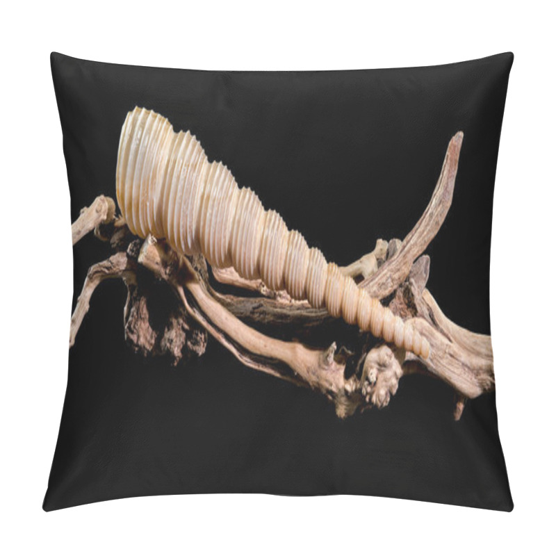 Personality  A Mesmerizing Turritella Seashell With Its Elongated Spiral Structure And Ridged Texture, Elegantly Displayed On A Natural Driftwood Base, Set Against A Sleek Black Background Pillow Covers