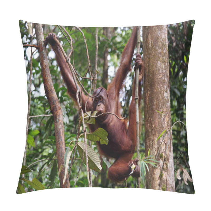 Personality  Orangutans. Borneo Pillow Covers