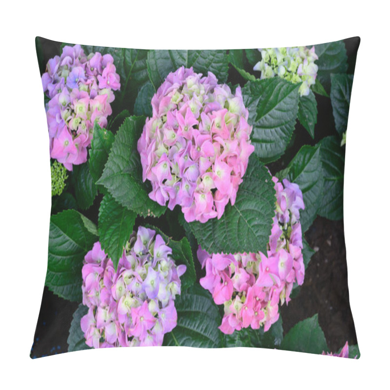 Personality  Blooming Hydrangeas Flowers In The Garden At Chiang Mai, Thailand Pillow Covers