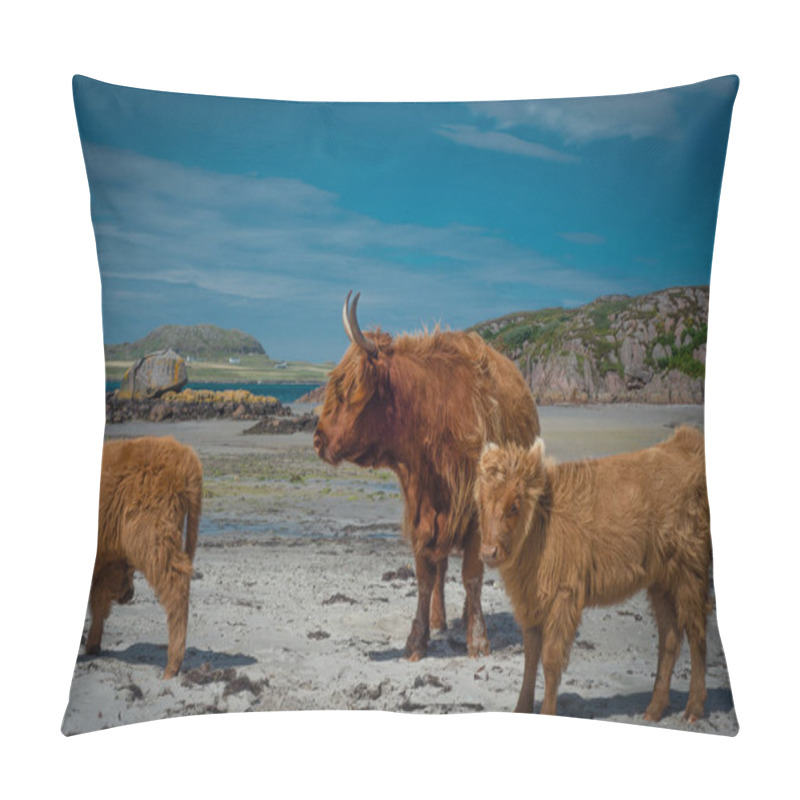 Personality  Highland Cows On The Beach On The Isle Of Mull With The Isle Of Iona In The Background, Scotland, UK Pillow Covers