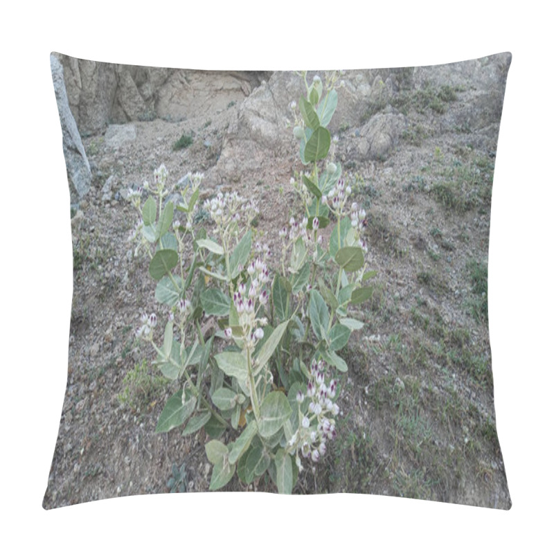 Personality  Calotropis Procera Sapling Plant, Apple Of Sodom, Aak, Madar, Or Giant Milkweed Plants And Flowers In A Hilly Or Mountain Area Pillow Covers