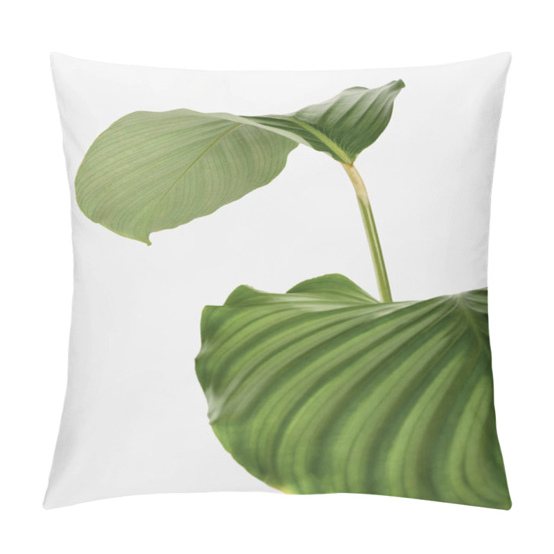 Personality  Calathea Orbifolia Leaves Isolated On An Off White Background Pillow Covers