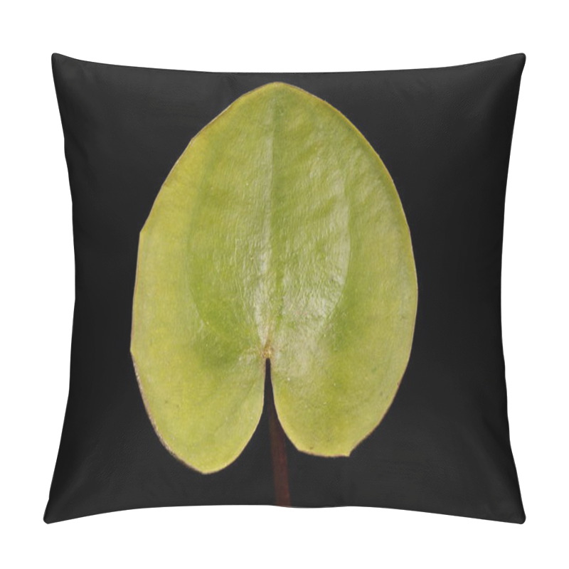 Personality  Frogbit (Hydrocharis Morsus-ranae). Leaf Closeup Pillow Covers