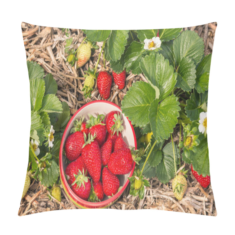 Personality  Strawberry Plants With Ripe Strawberries Growing In Organic Garden Pillow Covers