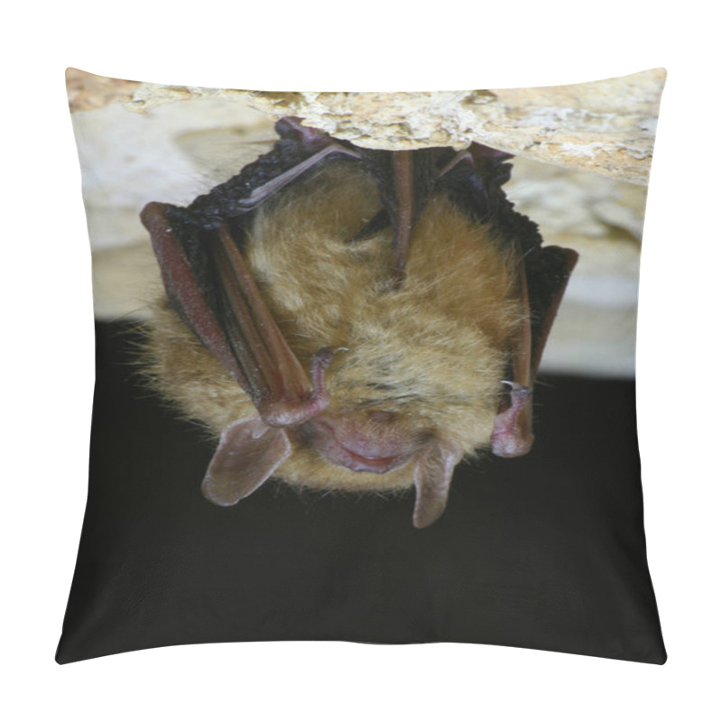 Personality  Eastern Pipistrelle Bat Pillow Covers