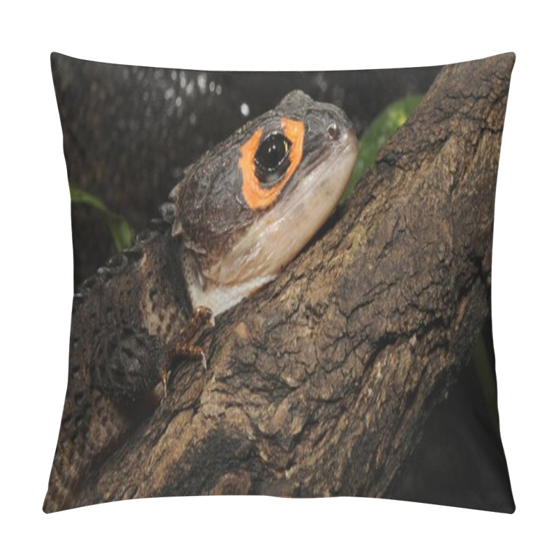 Personality  Crocodile Skink (Tribolonotus Gracilis), New Guinea Pillow Covers