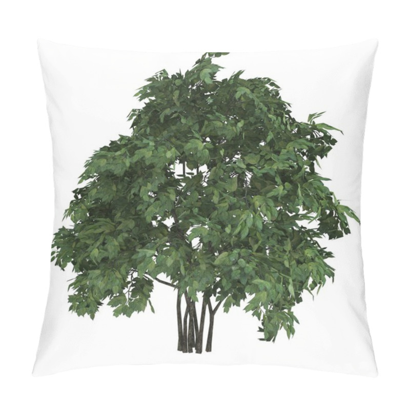 Personality  Tree Staphyella Pinnata Pillow Covers