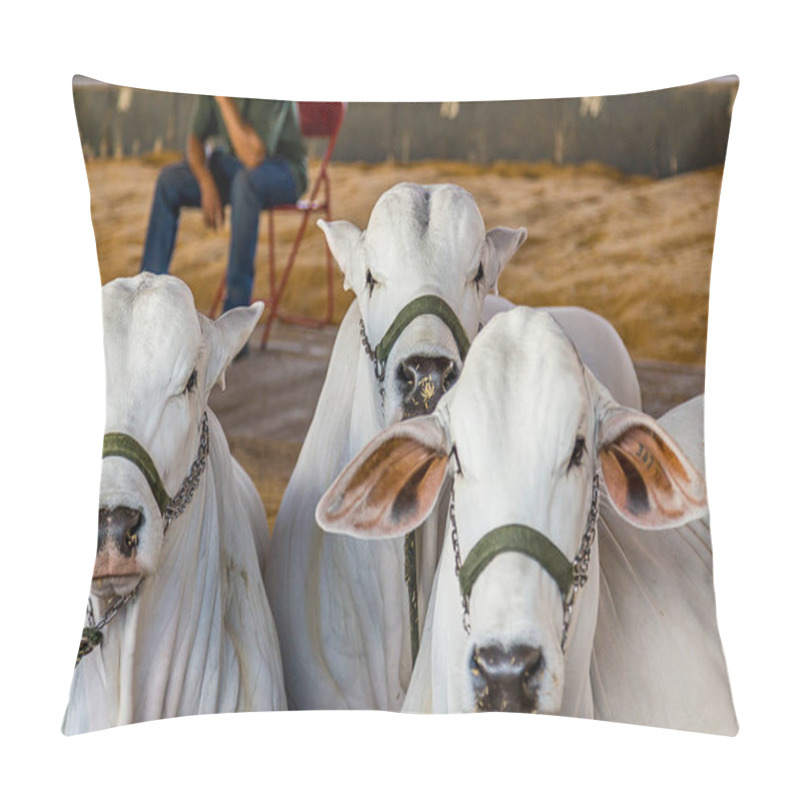 Personality  Brazilian Nelore Elite Cattle In A Exposition Park Pillow Covers