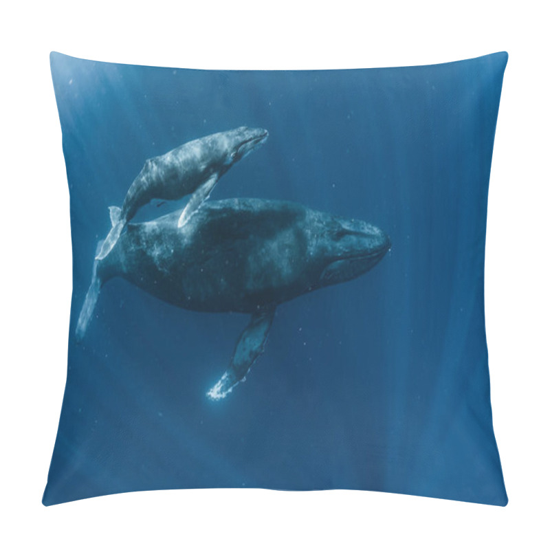 Personality  Humpback Whale Inhabiting Okinawa Pillow Covers