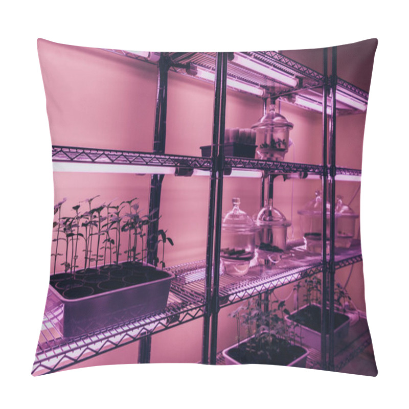 Personality  Selective Focus Of Potted Plants On Shelves In Biotechnology Laboratory With Ultra Violet Light  Pillow Covers