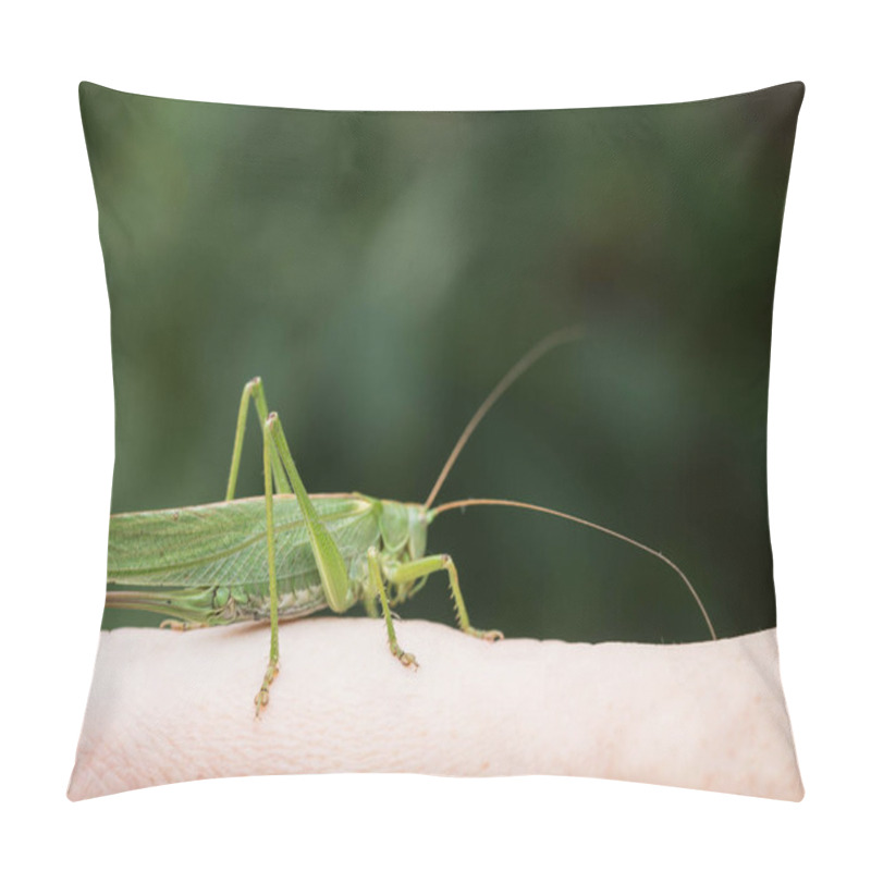 Personality  European Green Grasshopper In The Garden Pillow Covers