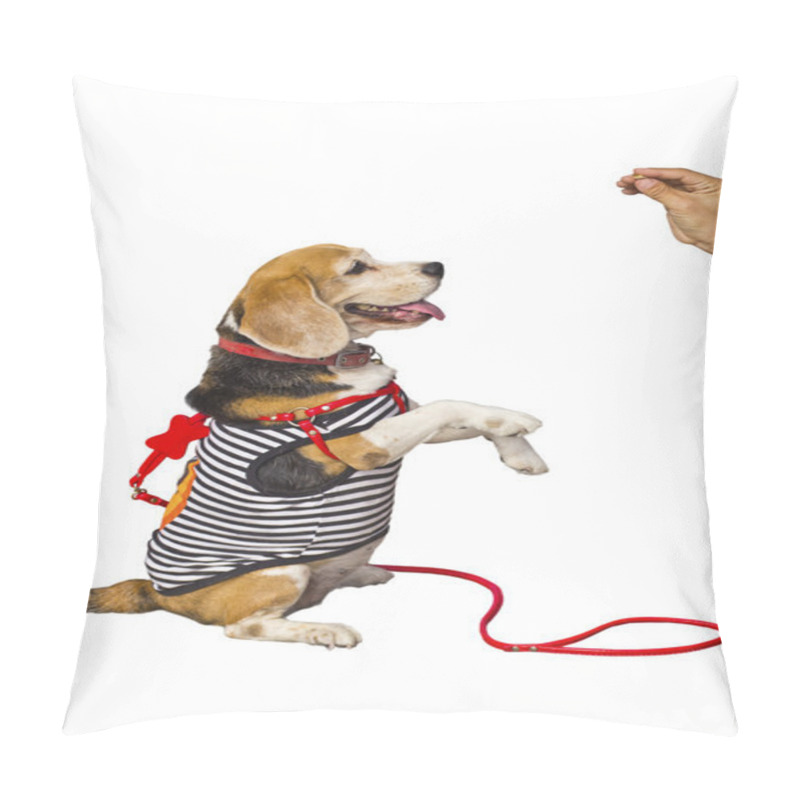 Personality  Teaching A Dog To Sit Using Food Pillow Covers