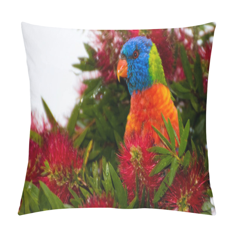 Personality  Rainbow Lorikeet In The Bottlebrush. Taken At Woy Woy, NSW, Australia Pillow Covers