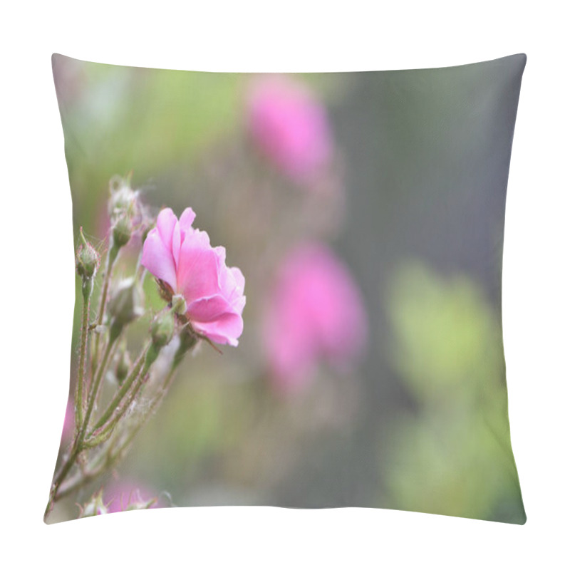 Personality  Veilchenblau, Rose Flower. Pink Roses On A Bush In The Garden, Close-up. Flowering English Rosa Climbing Rose Bush. In The Garden In The Flower Bed. Spring Time, Delicate Summer Flower. Close-up Pillow Covers